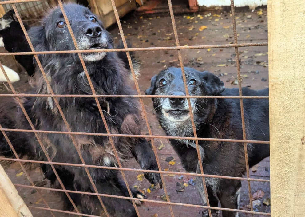 ����� ���� �����, ��� ������ ����, ���� � �������� ��� �������... - ���������������� �����������