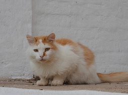 ��������� ���������������� ������������ ��. �.�. ������� ������� ������� (������ ��-21) � ������� ���������� ������� �������  �������� ����������-������������� �����