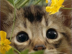 ��� ���, ��� ��������� ����� ����?